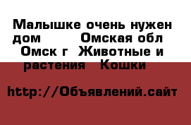 Малышке очень нужен дом!!!!! - Омская обл., Омск г. Животные и растения » Кошки   